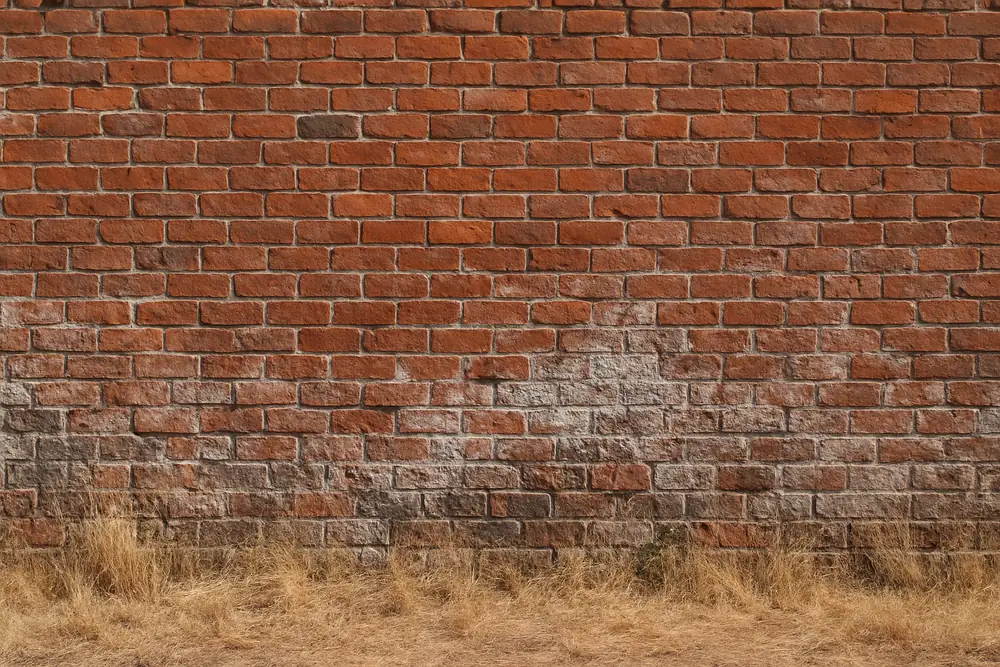 An old brick garden wall in hard summer light with dry grass at its foot — why Adelaide has salt damp, Adelaide. Illustrative example.